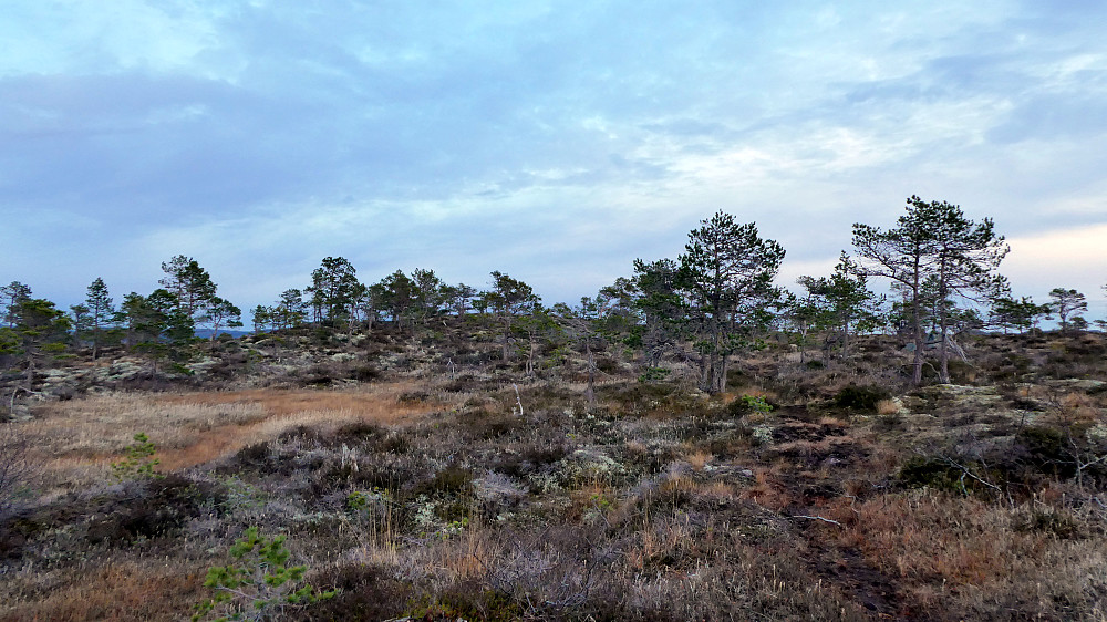 Flatt landskap oppe på Hifjellet.