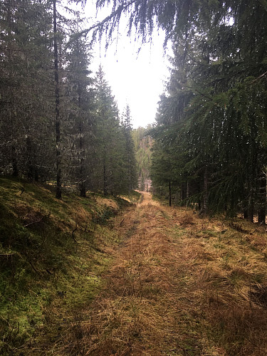 Følger gammel skogsvei et stykke.