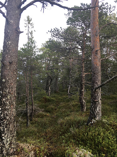 Gammel furuskog oppe på Grovurda.