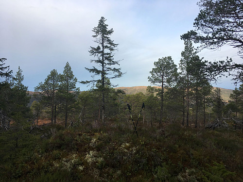 Toppunktet er nokså beskjedent.