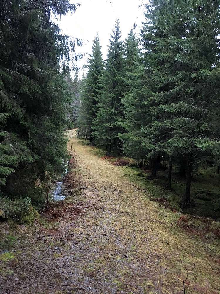 Grønn vinter i granskogen ved Beitet.