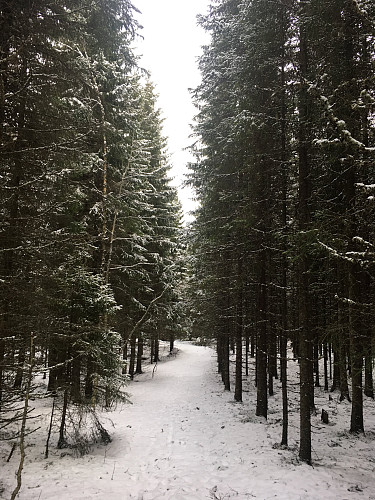 Steindalskogen.