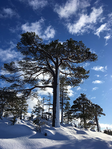 Det har blitt dobbel tykkelse på trestammen i snøværet som var nylig.