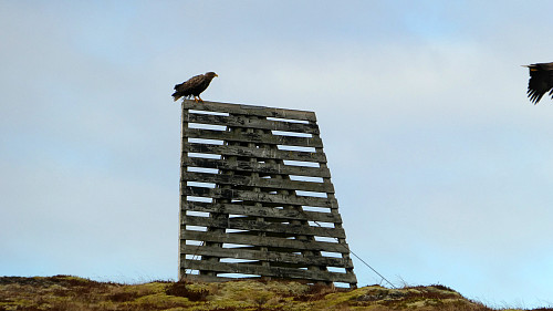 Sjømerket som står på øyas høyeste punkt (16 moh.) var okkupert av et havørn par som tok til vingene da det kom besøk til øya.