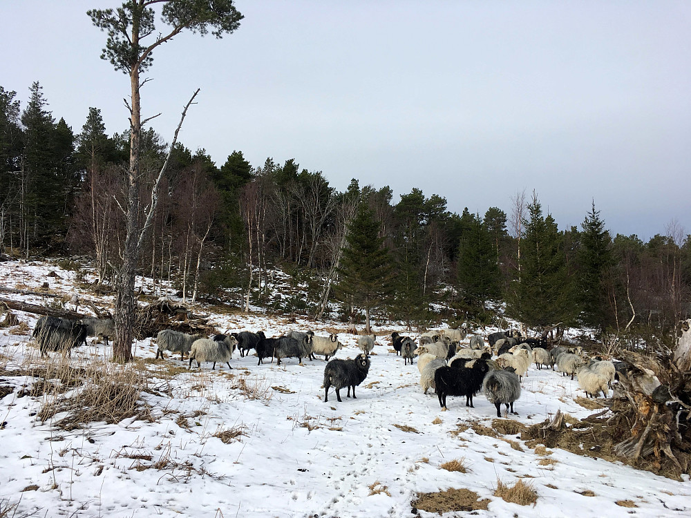 Traff den her flokken med villsau/ursau på tur opp lia.