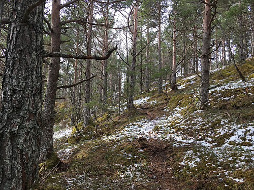 ......sti gjennom skogen opp til toppen.