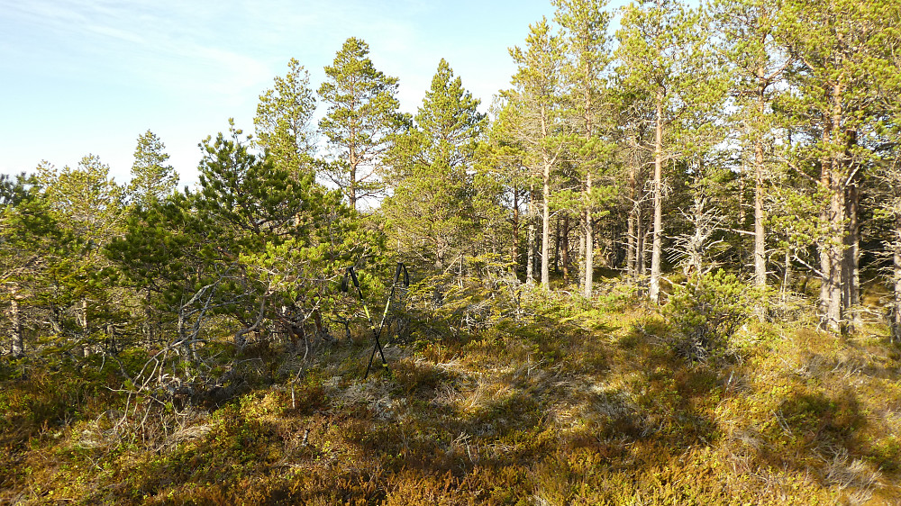 Toppunktet er omkranset av småskog.