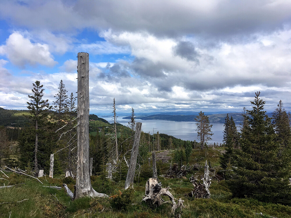 Bremeraunåsen.Utsikt innover Trondheimsfjorden mot Skogn.