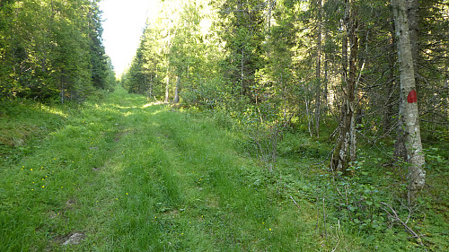 Turen opp til Gapahuken går på en gammel skogsvei.