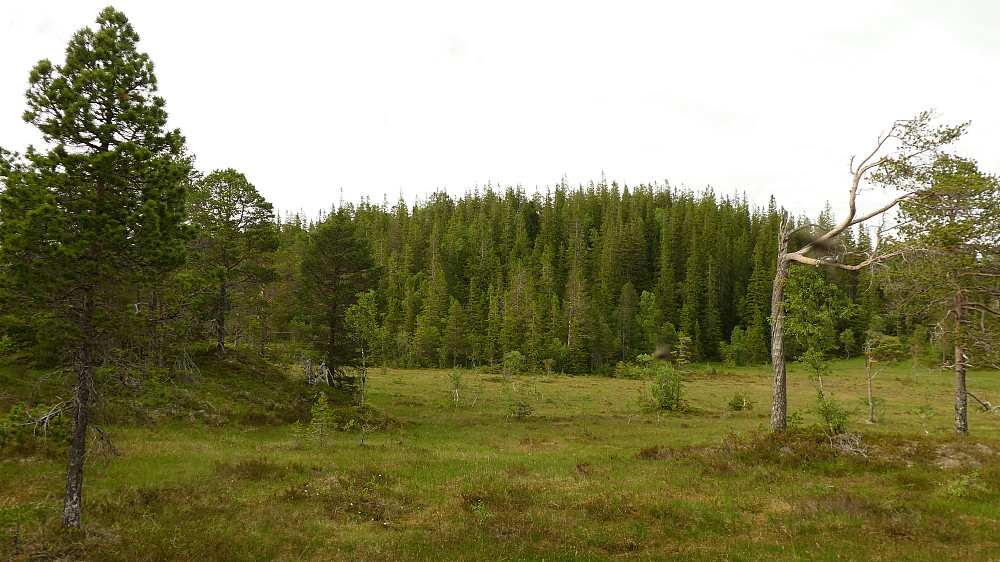 Knatten er en skogkledd topp som ikke har så mange besøk.