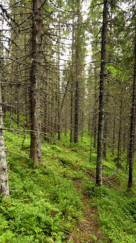 Faktisk litt sti nedover i skogen eller helst er det vel gamle dyretråkk.