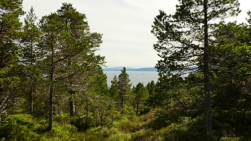 Et lite glipp i skogen her så man kan se fjorden.