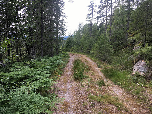 Det meste av turen går på en gammel skogsvei.