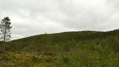 Ikke så langt opp til Trånåheia men det får bli en annen gang.