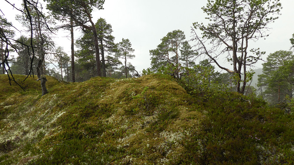 Toppunktet på Ramnfjellet.Det ble ikke tatt flere bilder her pga. voldsomt regn.