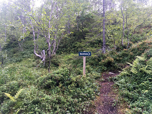 På tur opp Flogdalen langs skogsveien kommer du til stien som går opp til Benkheia.