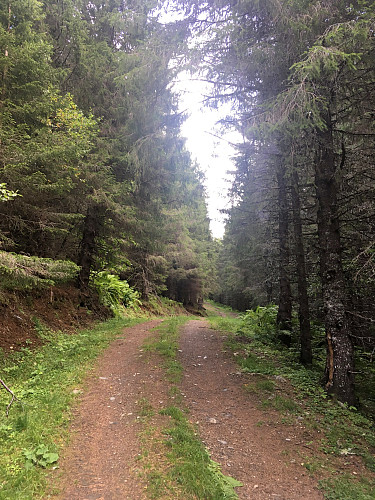 Skogsveien går langt innover dalen.