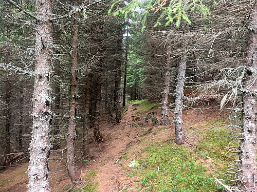 Turen går videre etter stien gjennom skogen til.........