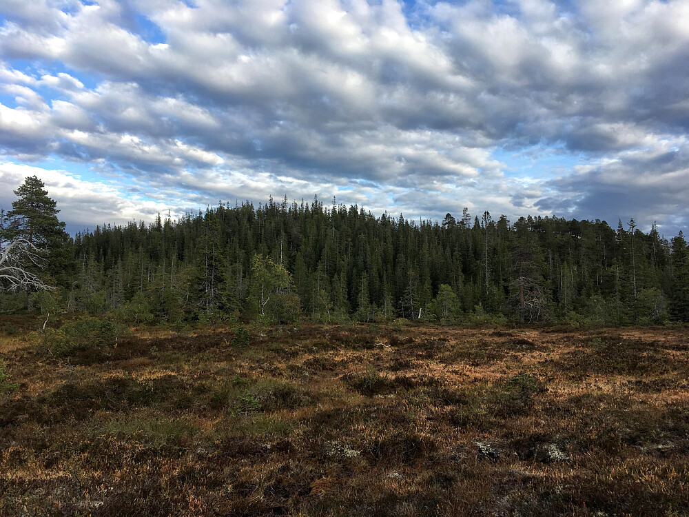 Brennfjella er en topp som er skogkledd bokstavelig talt.