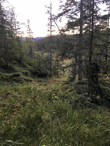 På tur opp lia.