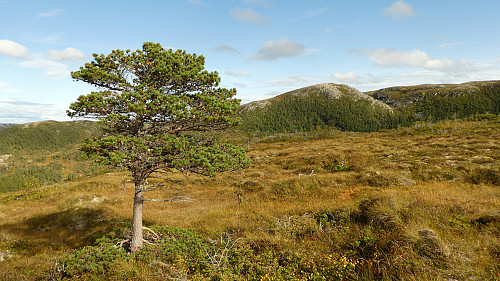 Enslig furu midt ute på myra.