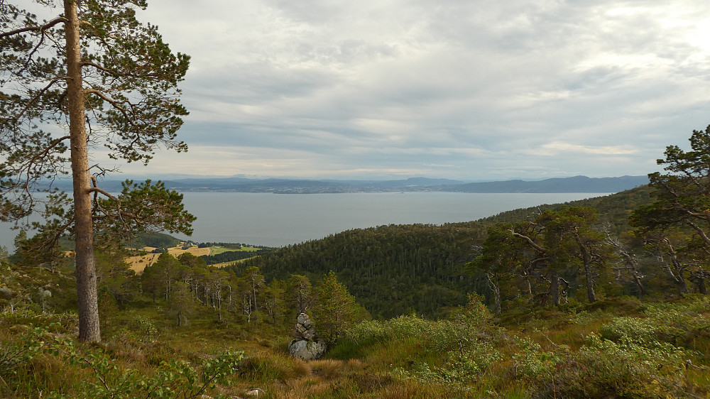 Straks over tregrensa her.Ser over fjorden mot Trondheim.
