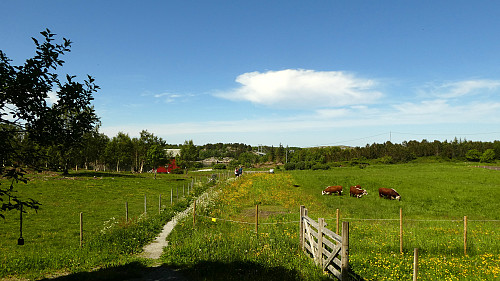 Turen videre til Valsøya går på merket sti gjennom landbruksområde. 
