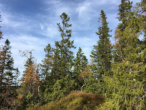 Toppen av Bjørnahaugen.
