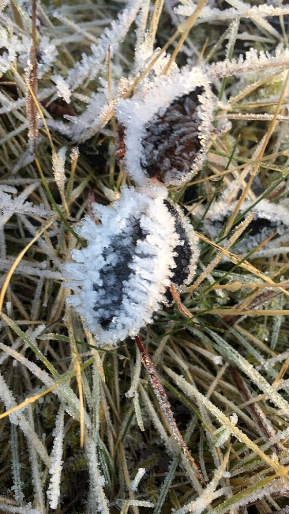 Frosten har satt seg på skyggesia.