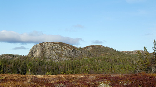 Svart Oksen