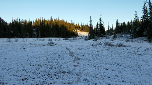 Spor i snø.