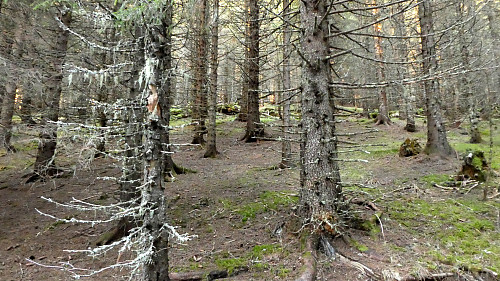 Tørr skog.