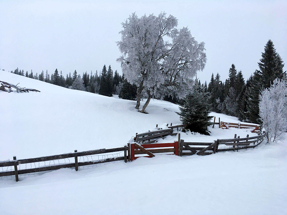 Korsåsen i vinterdrakt.