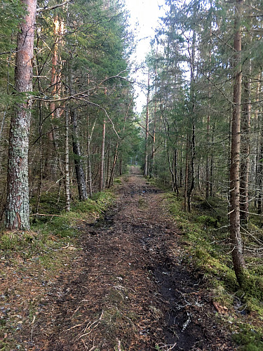Stien i starten av turen som går opp mot Sørvikklumpen.