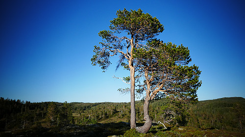 Ei fin og spesiell furu.