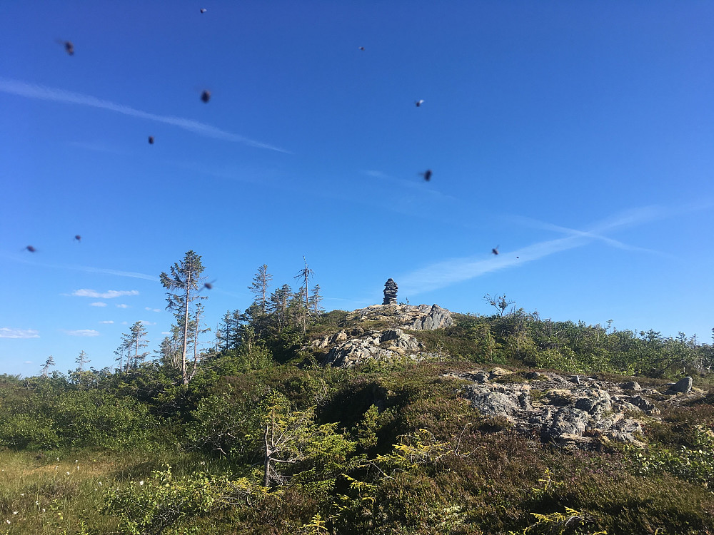 Ikke alene på tur i dag.