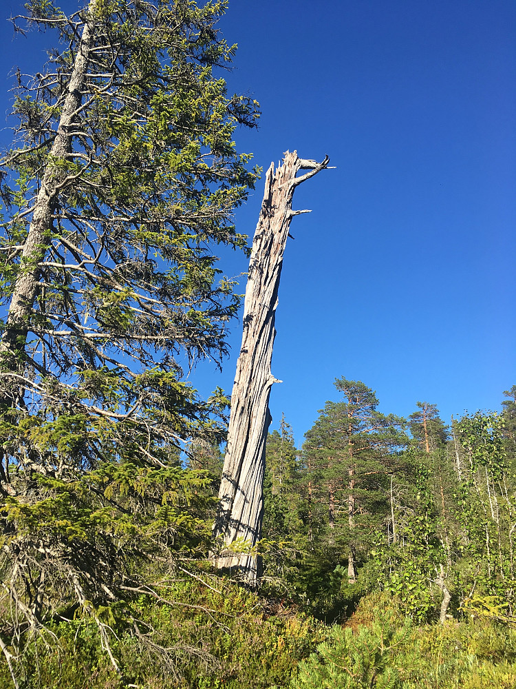 Traff på den her gamle værbitte kjempen på tur tilbake.