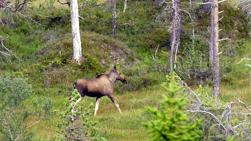 2 elger passerte meg ved Halmmyran.