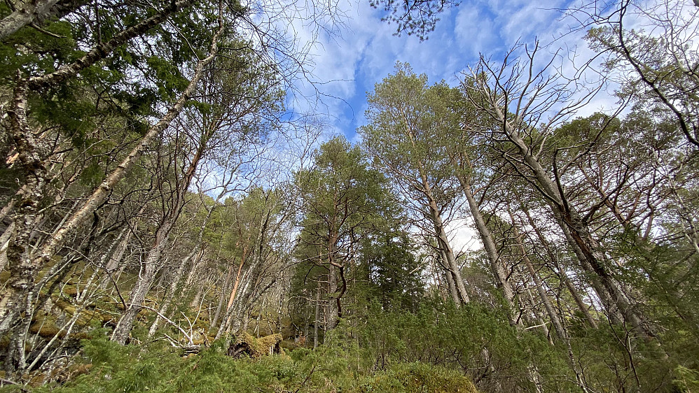 Litt opp i skogen kommer man opp til et område som kan kalles for furulia.