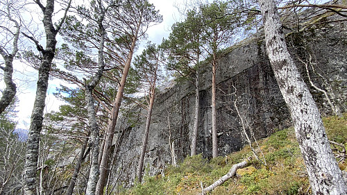 Her vokser trærne rett opp langs den steile bergveggen.