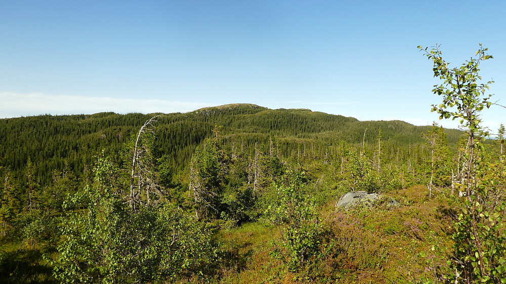 Toppen av Sollikammen 428 moh. nede til høyre her.Hårfjellet bak.