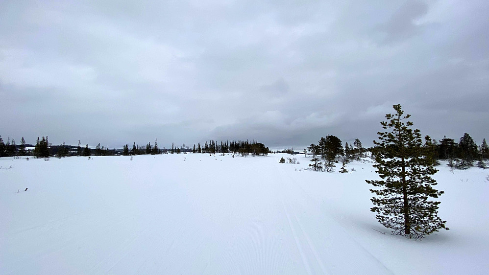 Reidalsmyran i gråværet i dag.