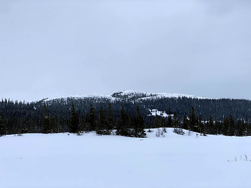 Svalbakheia.