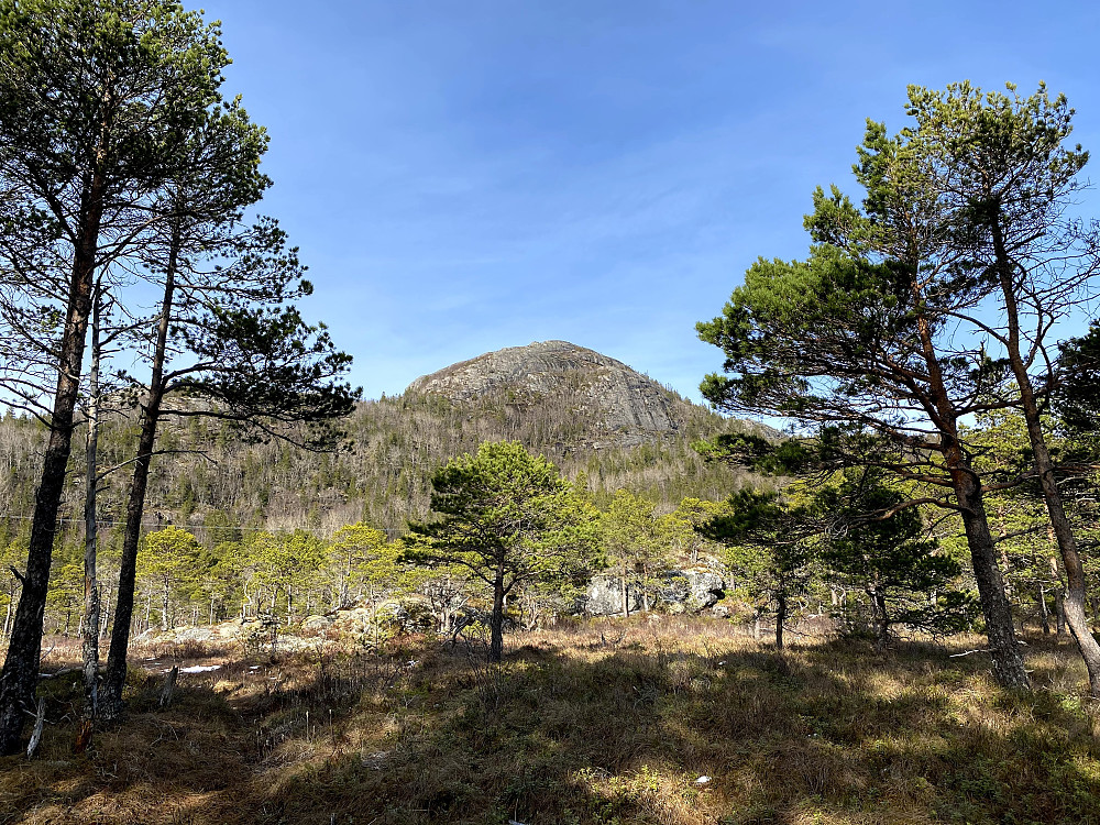 Høkoren.