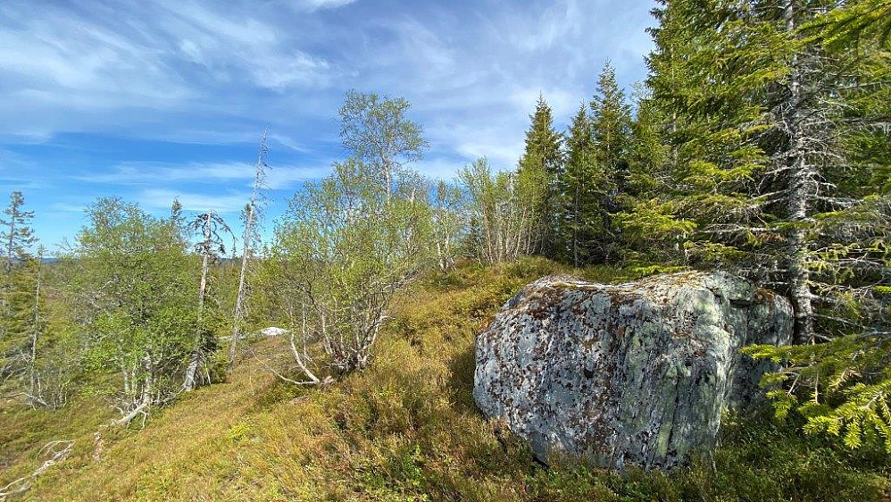 Toppen av Vaggeldalsåsen har utsikt mot vest og nord.