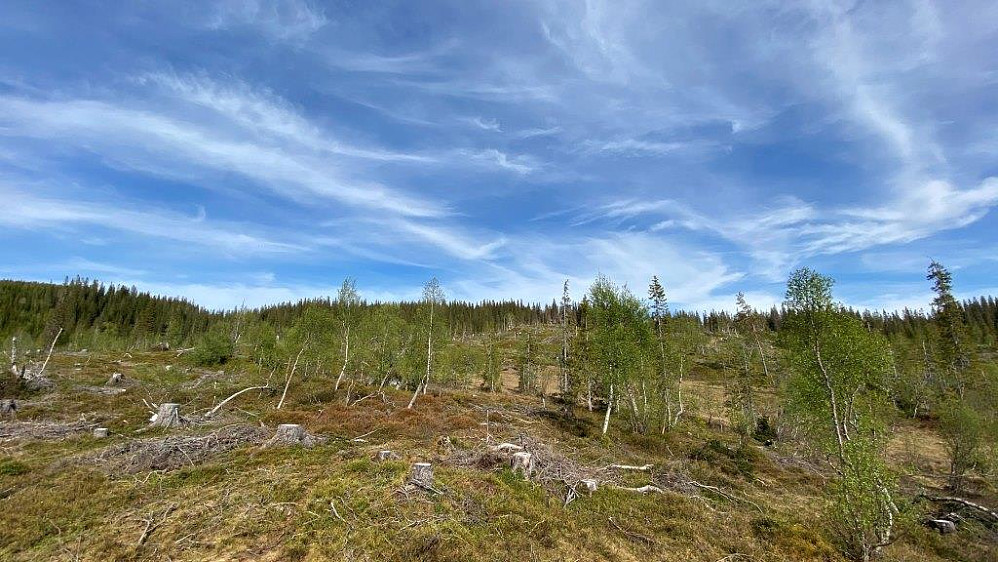 På vei opp hogstfeltet mot Nordbutjønnåsen.