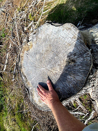 Solid stubbe med mange årringer 100+