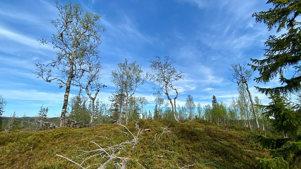 Toppen på Nordbutjønnåsen har utsikt mot.........