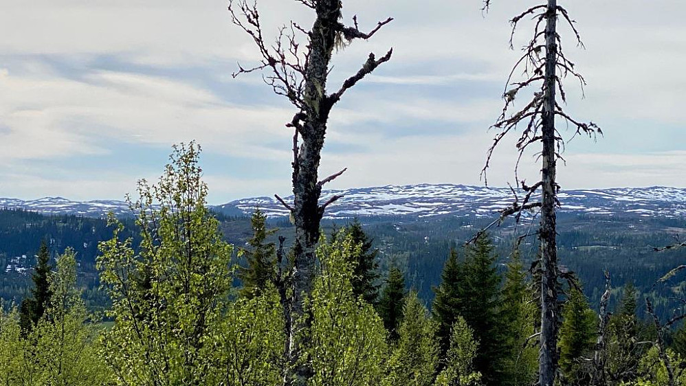 ....og mot Skurvan med Vollaskurven til venstre på bilde her.