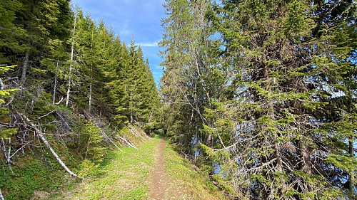 Gammel skogsvei nede ved Måvatnet.